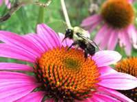 Queen Season: Bumble Bees in Spring - The White River Valley Herald